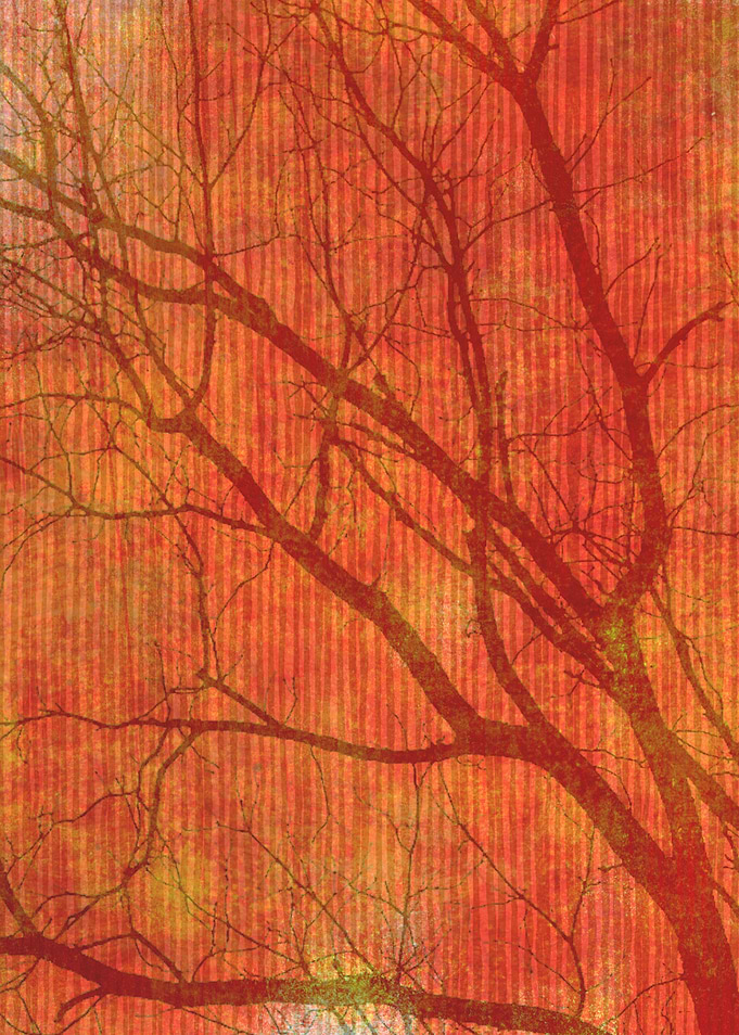 Tree branches silhouettes.