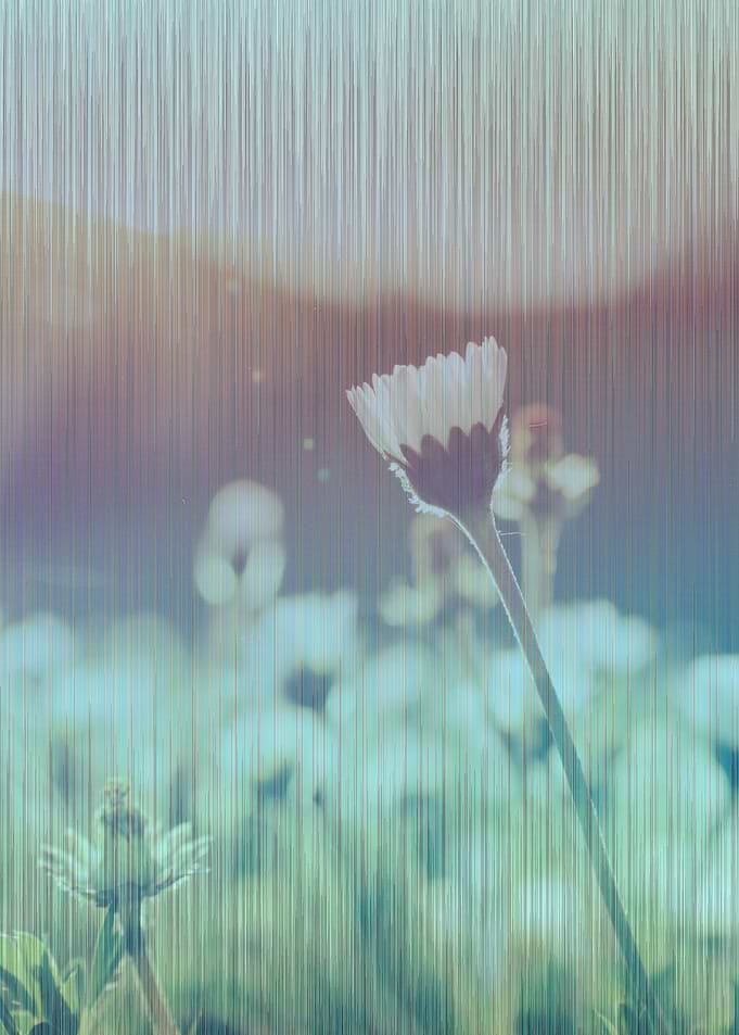 summer meadow