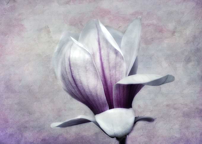 magnolia flower in vintage look