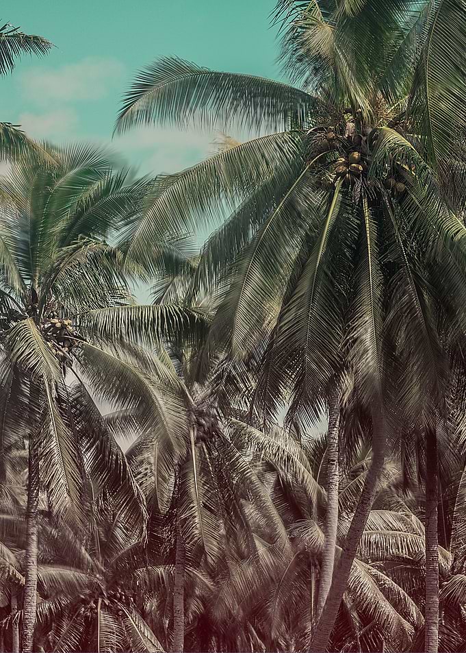 Tropical island dreaming.