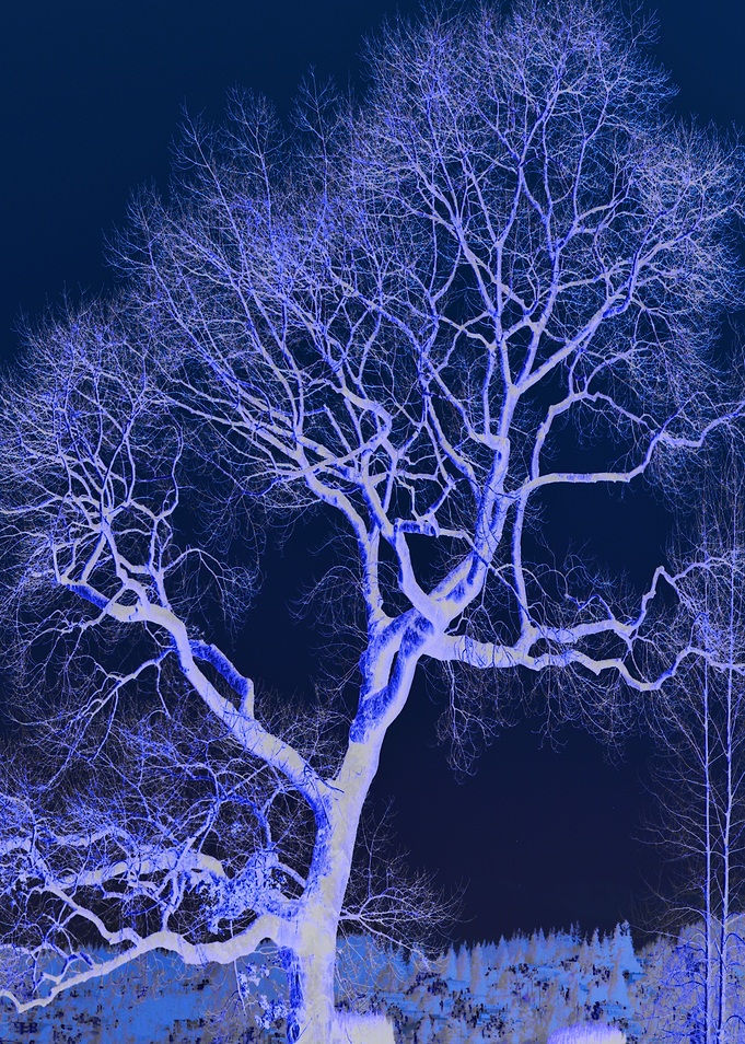 The Lonely Tree