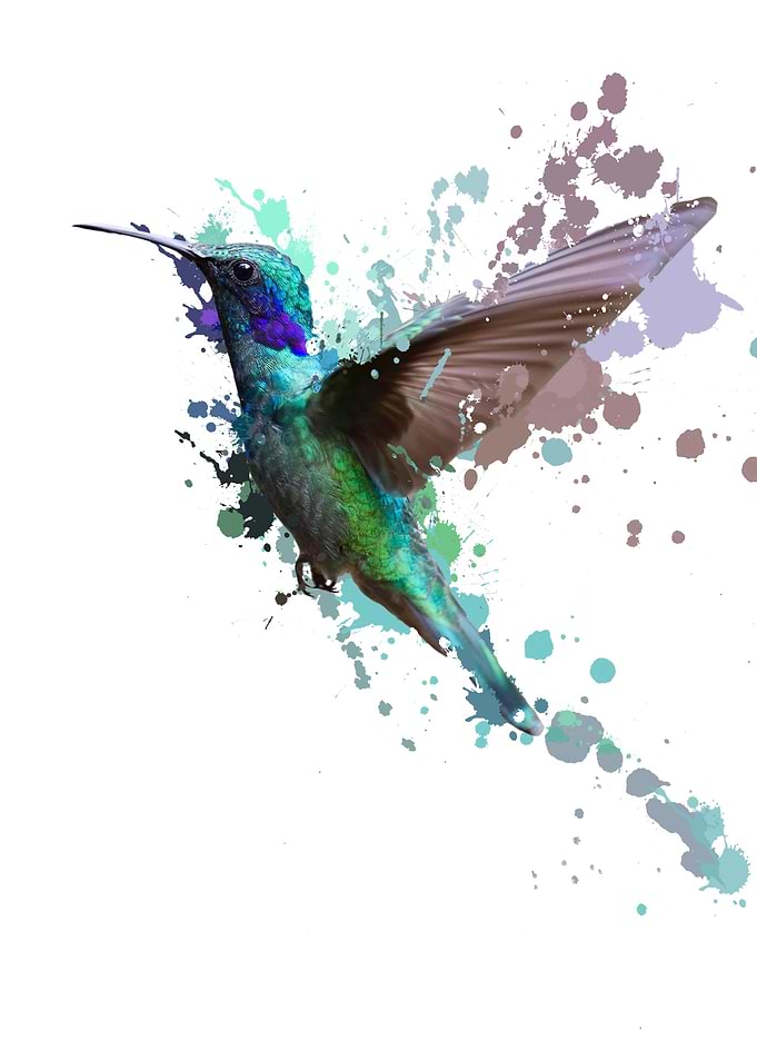 Beautiful hummingbird