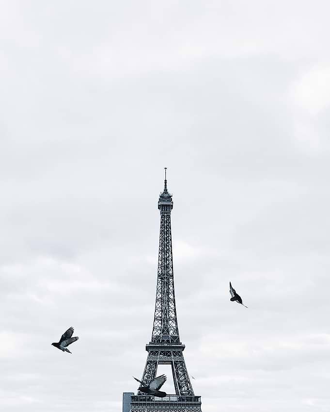 Pigeons