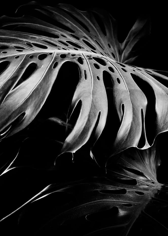 monstera, plants, nature