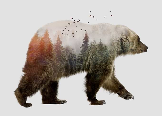 Bear