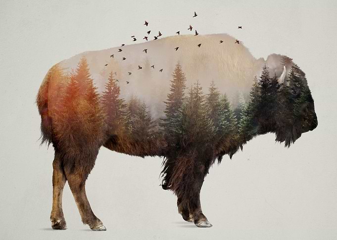Bison