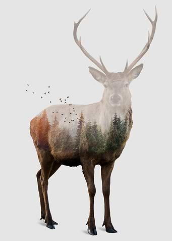 Deer