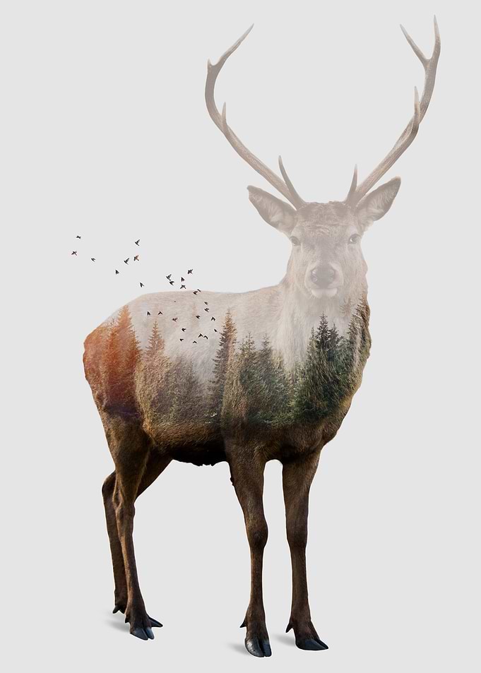 Deer