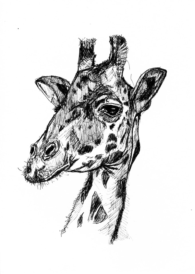 giraffe