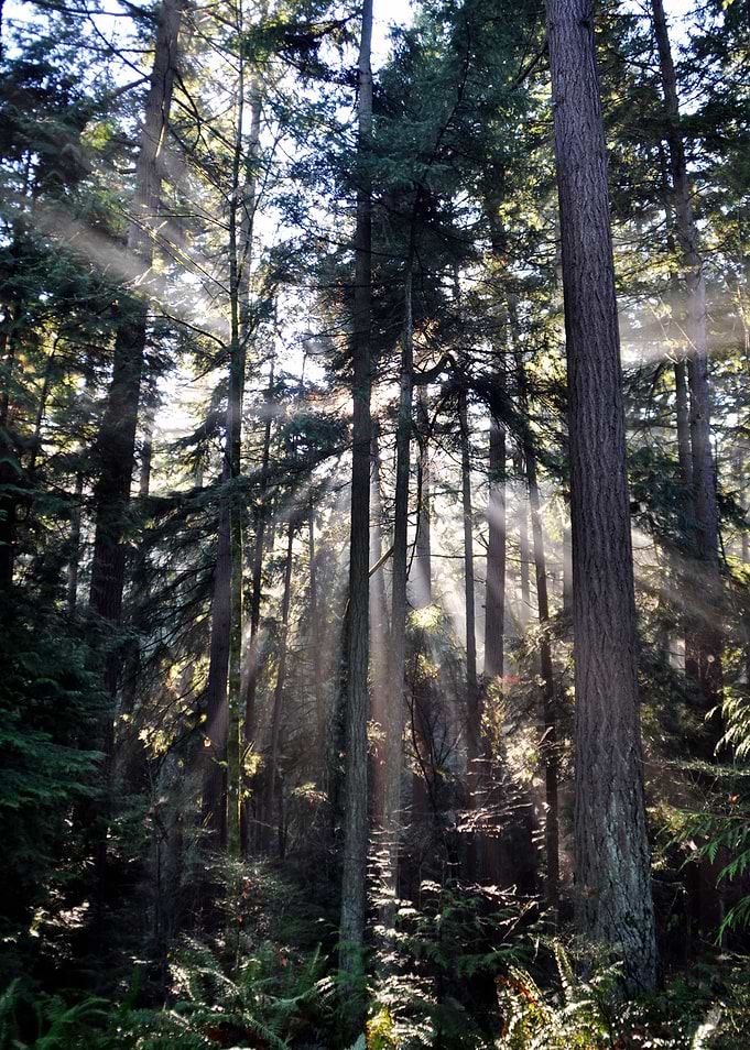 The Presence • Tolinda Trail Oregon