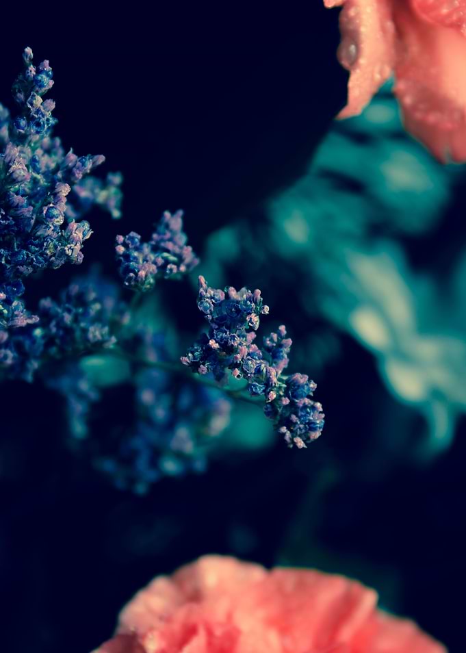 wildflowers in blue and purple colors