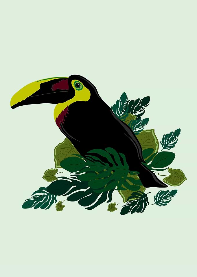 toucan illustration