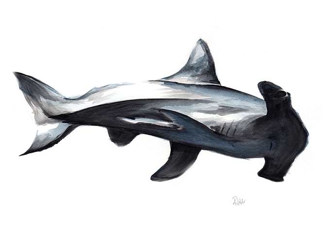 Hammer Head Shark