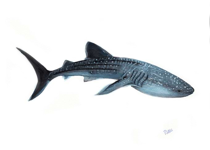 Whale Shark