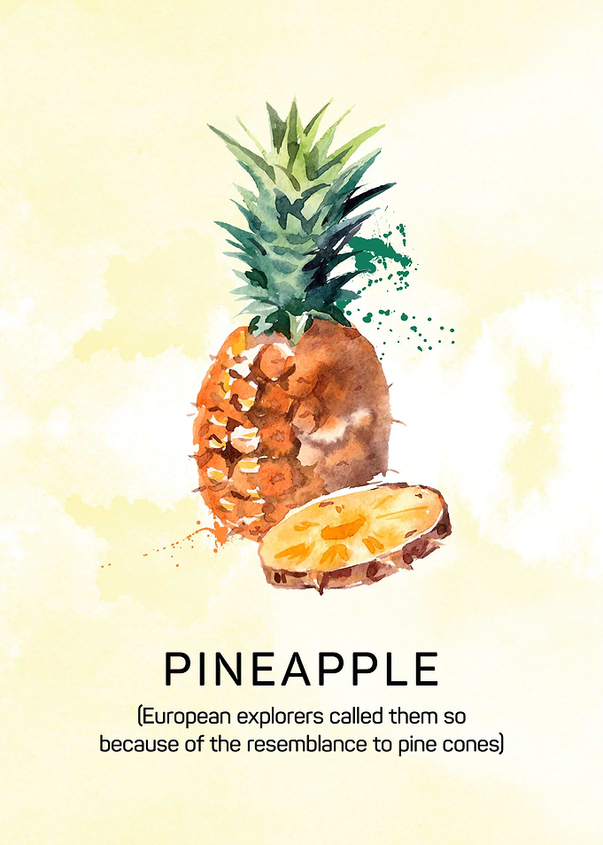 Fun facts about pineapples. Pineapple in watercolor.