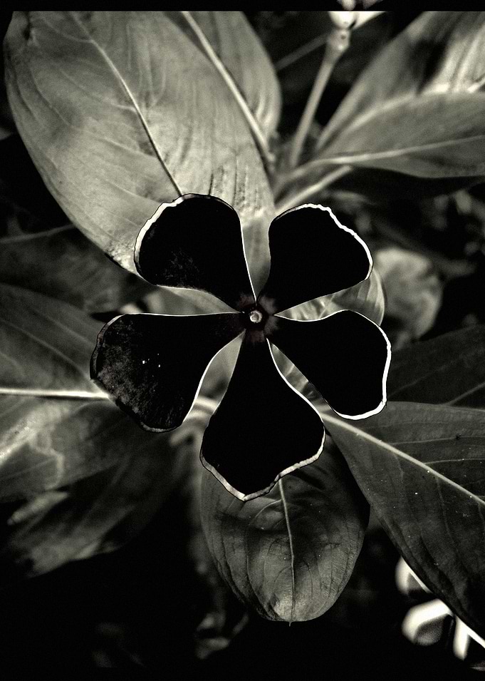 Blades of Beauty
