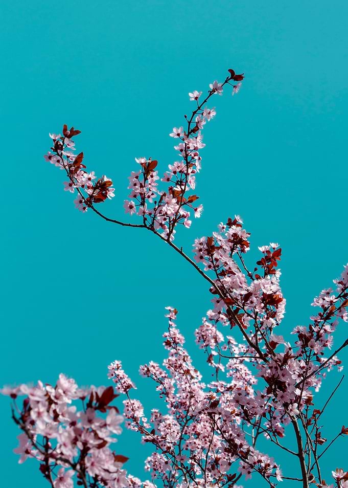 Sakura. Cherry Blossom