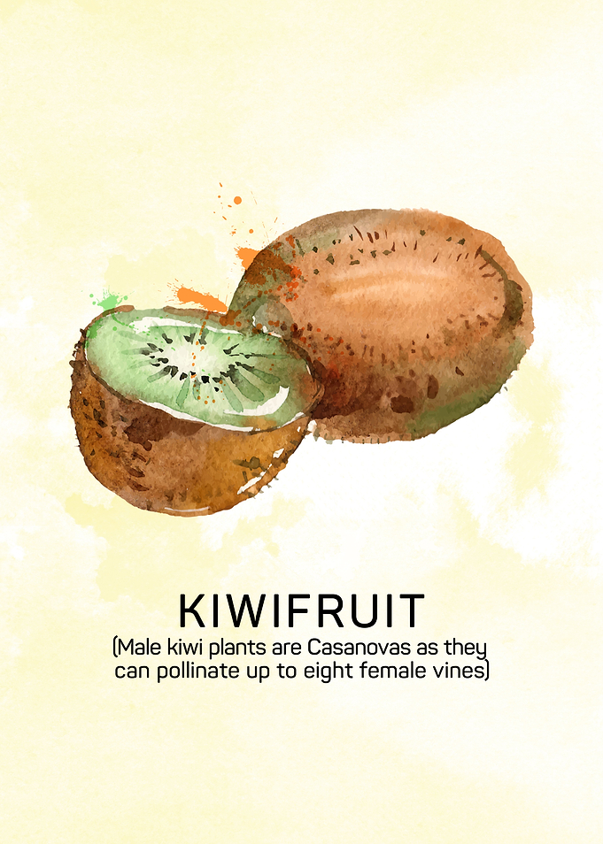 Fun facts about fruits: Male kiwi plants are Casanovas ...
