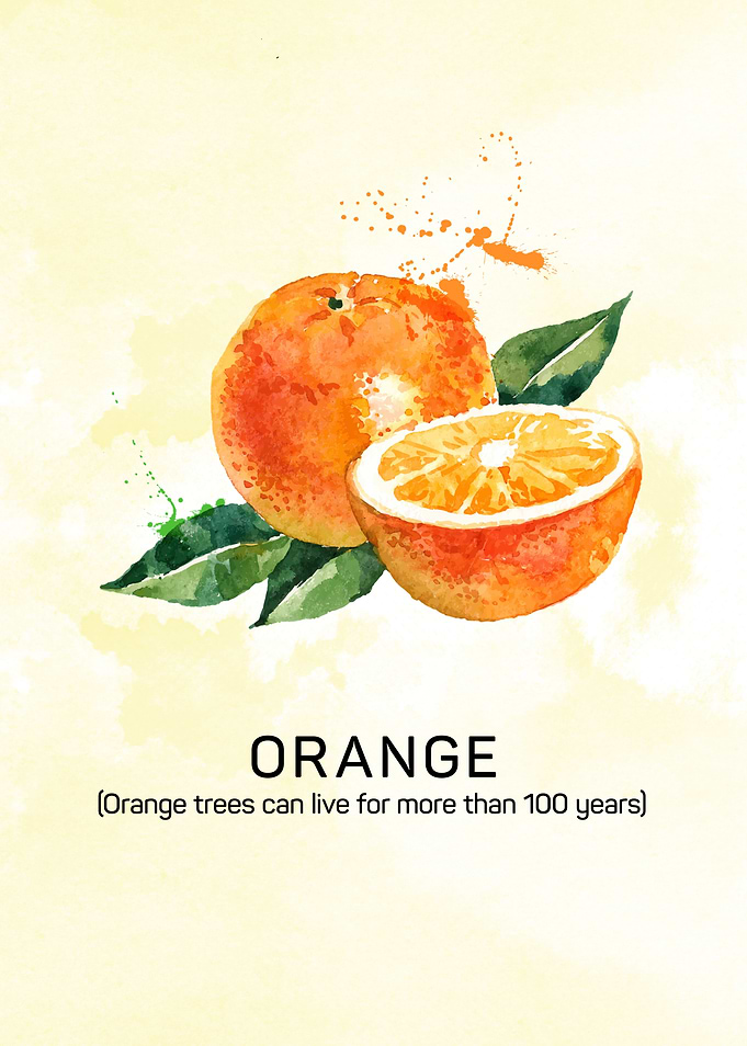 Fun facts about fruits: Orange trees can live for more ...