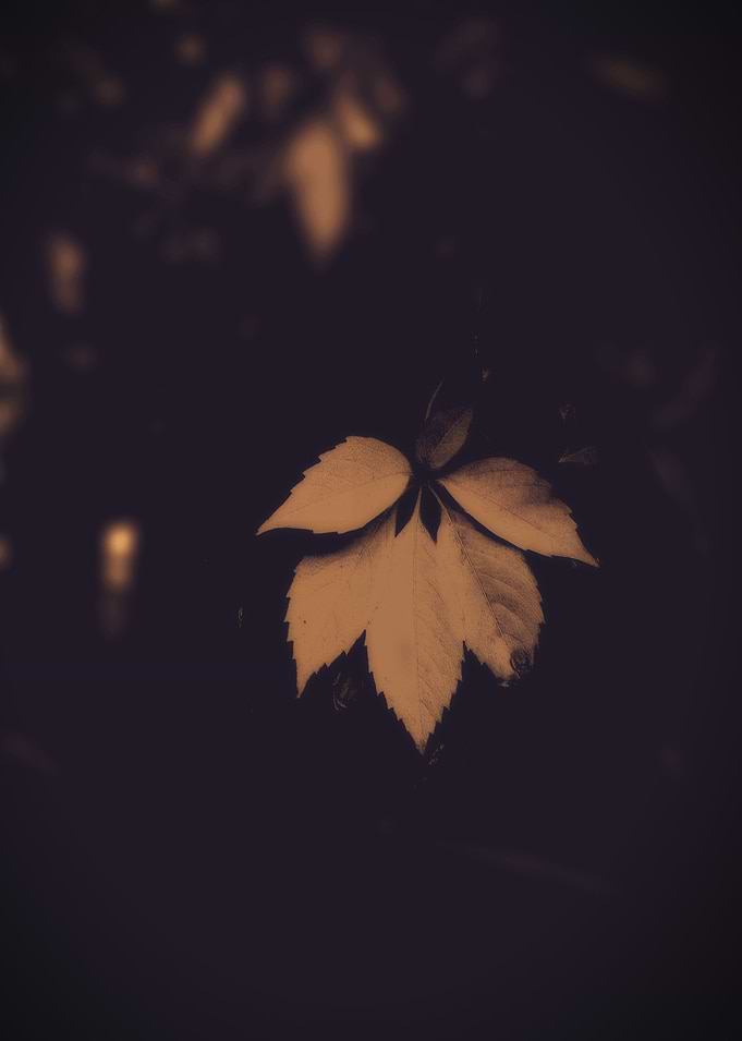 Hanging Pretty