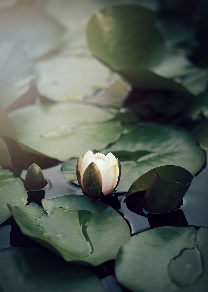 A beautiful waterlily