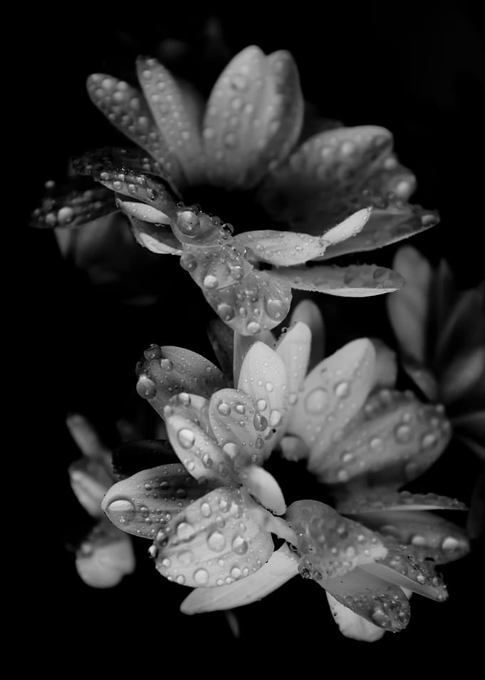 Daisies with water droplets