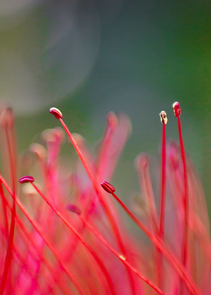 Macro details