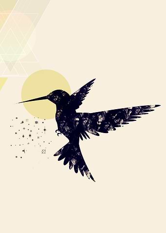Bird X