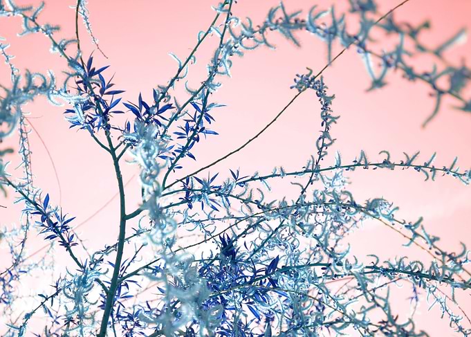 Magical blue tree