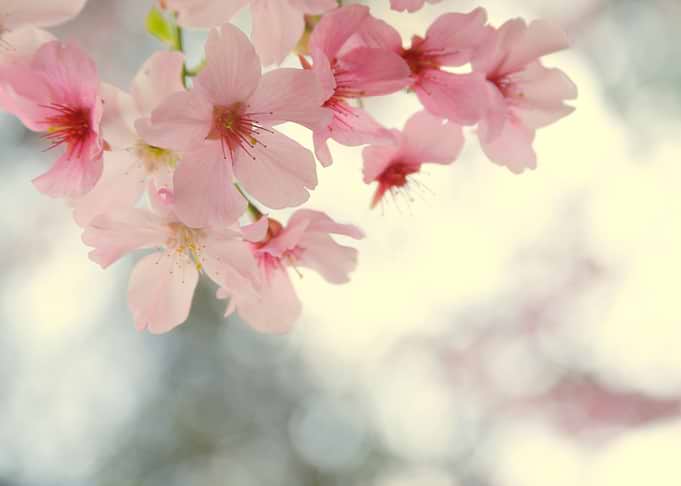 Cherry blossom