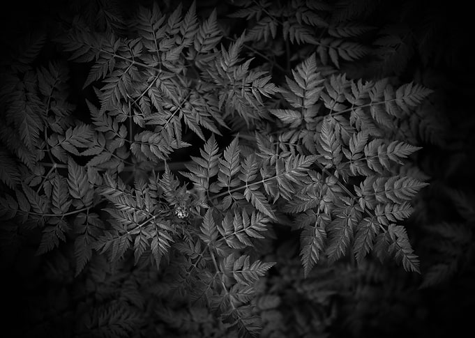 Leafs texture