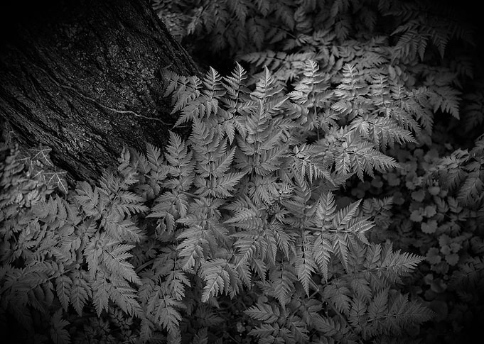 Leafs texture