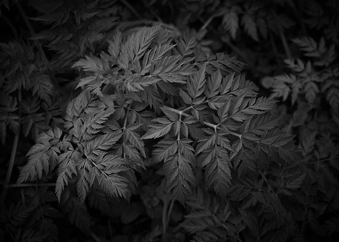 Leafs texture