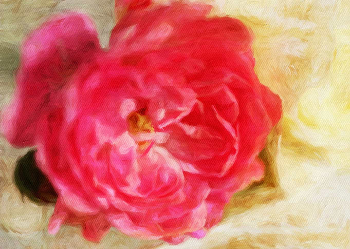 red roses of love
