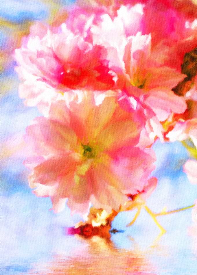 Cherry blossoms on the water