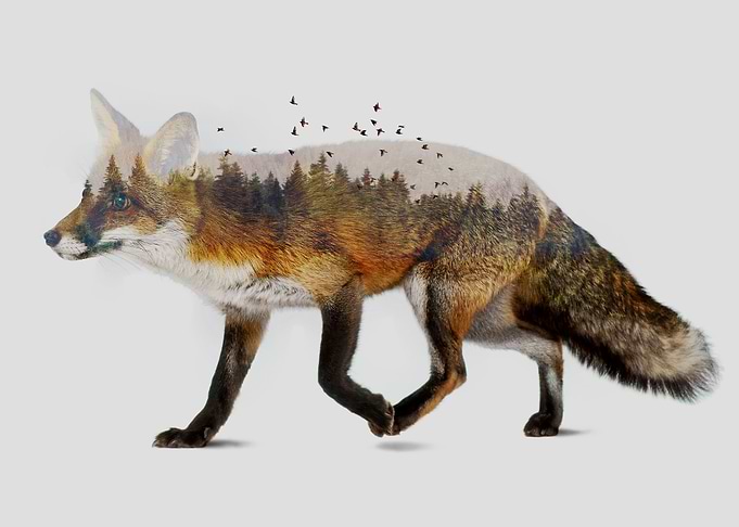 Fox