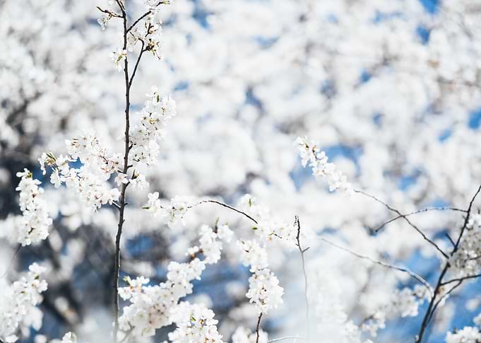 Spring Blossoms, April 2017