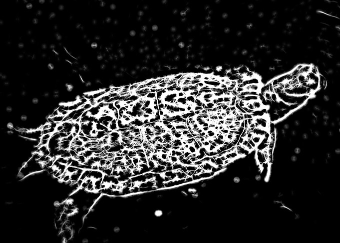 Abstract digital art featuring a swimming white turtle ...
