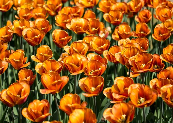 Tulips at Sigurtà - Italy