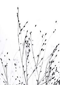 BLACK GRASS by Monika Strigel