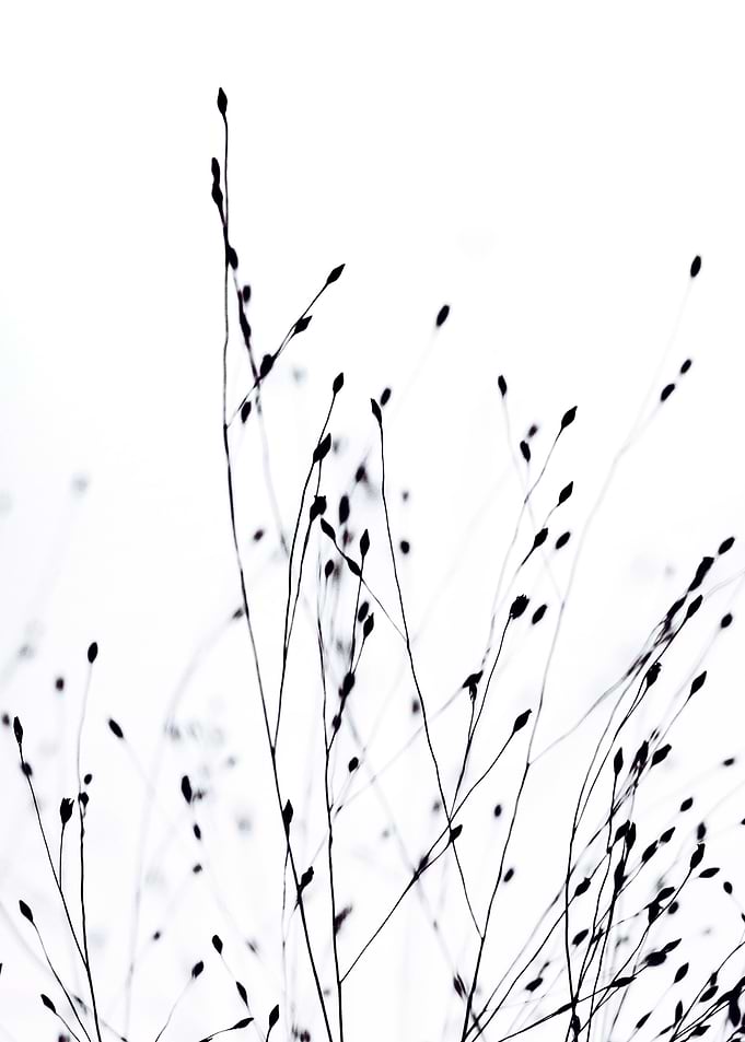 BLACK GRASS by Monika Strigel