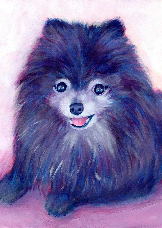 Cookie, my Purple Pomeranian