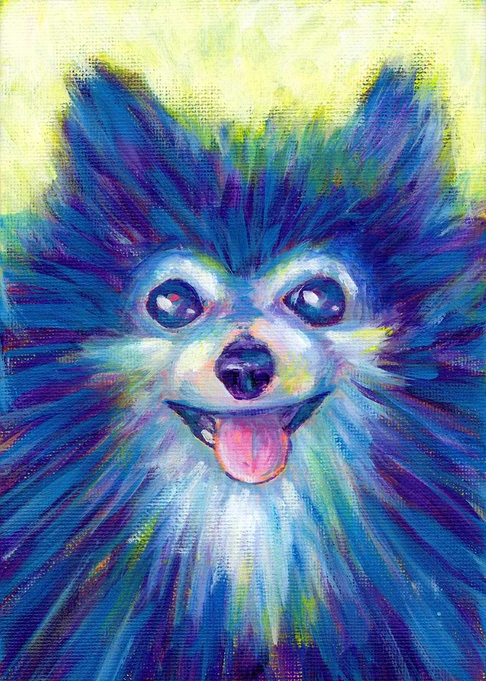 Sunshine Pomeranian