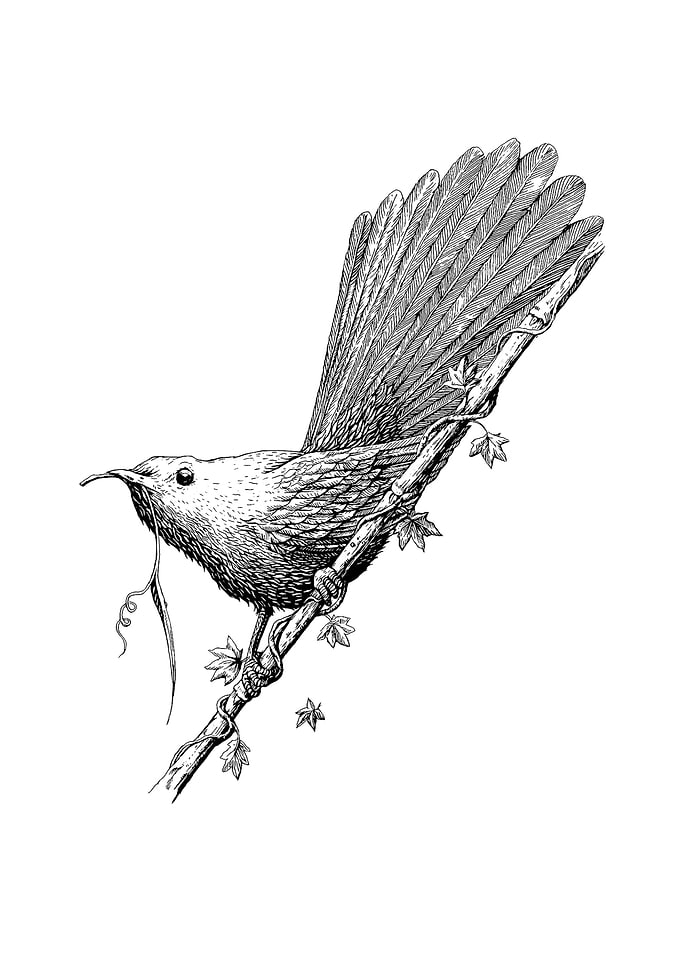 Fat Robin bird collecting grass for her nest.