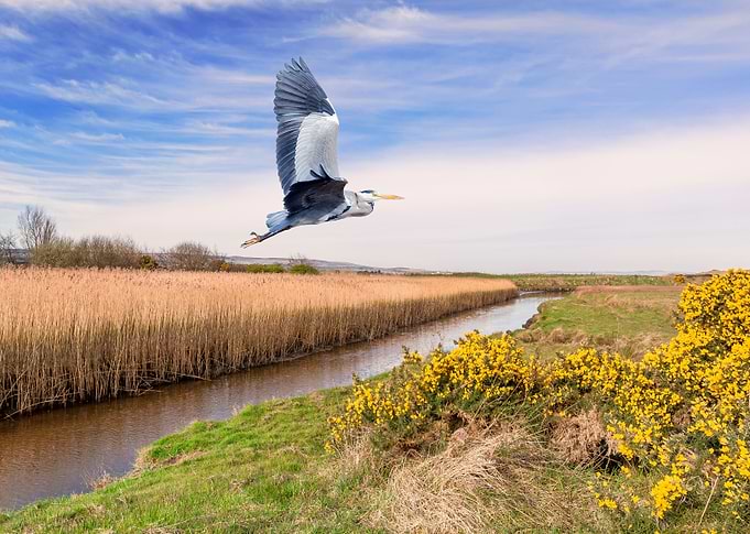 A hungry Heron flying over a river