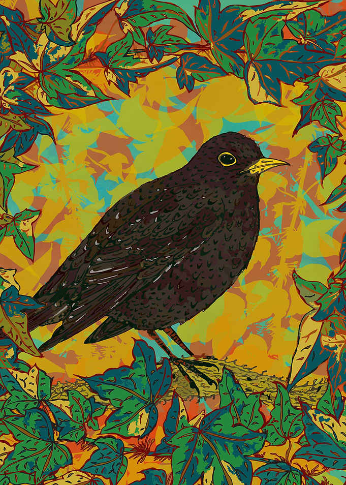 Beautiful proud blackbird in amongst the ivy in a garde ...