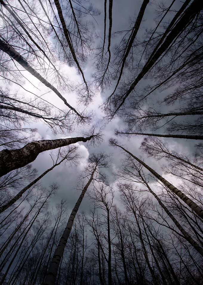 Trees, trees everywhere!