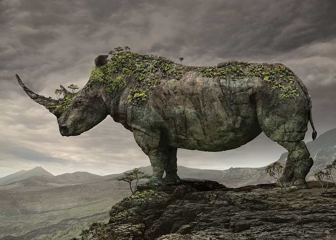 rhino serir Animal