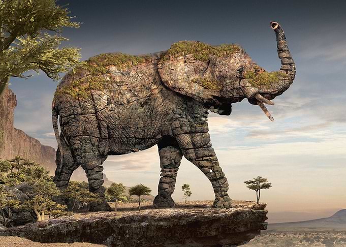 elephant serie Animal