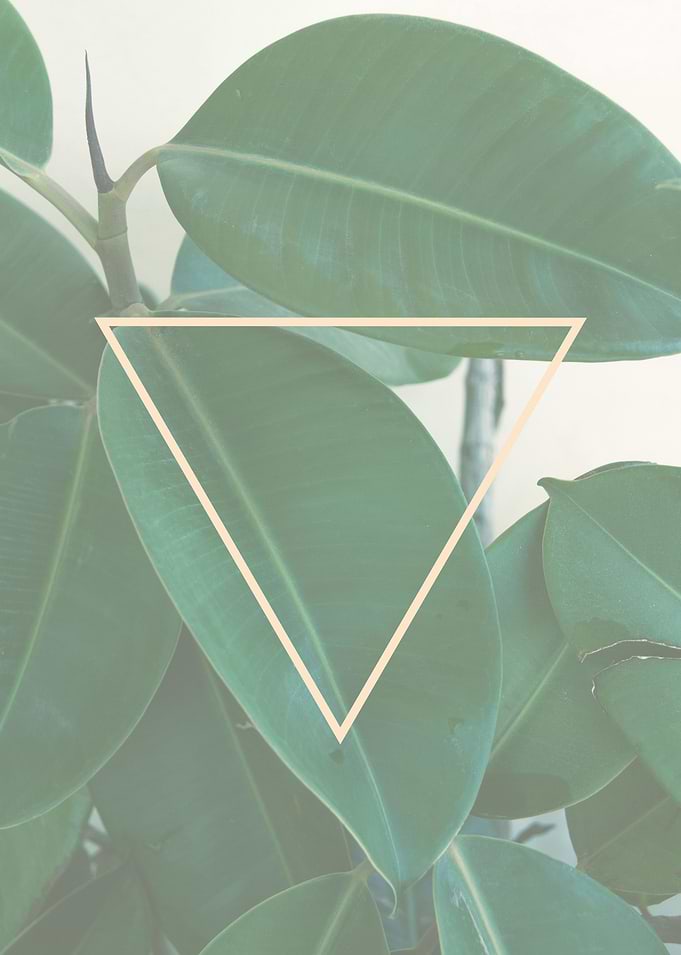 ficus plants